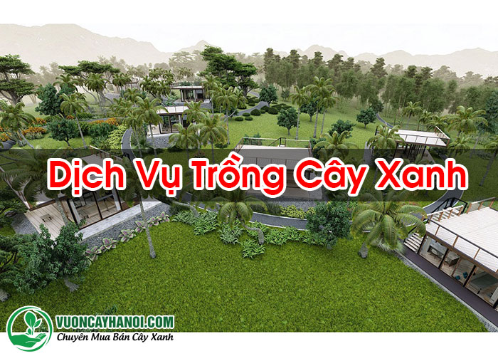 Dịch Vụ Trồng Cây Xanh