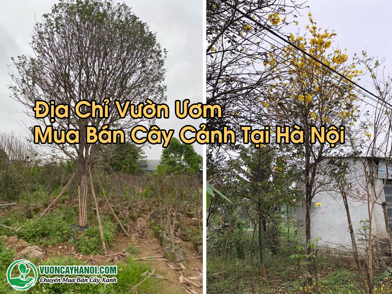 Mua Bán Cây Cảnh Tại Hà Nội