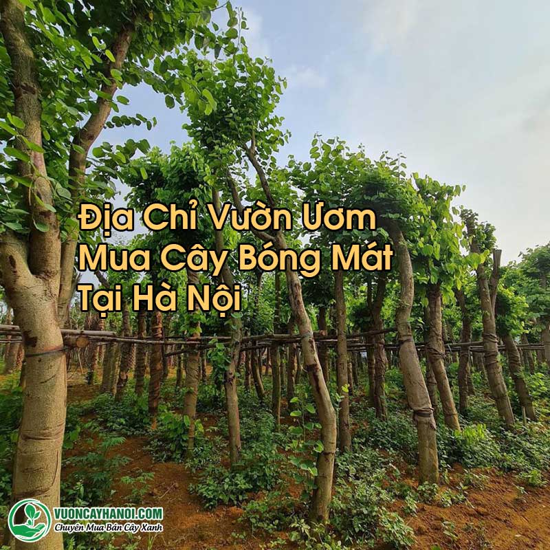 Mua Cây Bóng Mát Tại Hà Nội