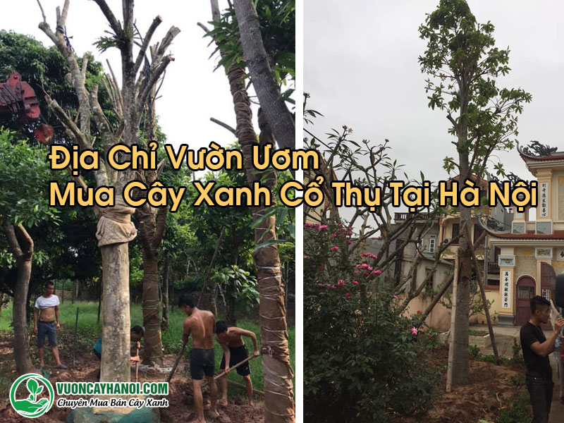 Mua Cây Xanh Cổ Thụ Tại Hà Nội