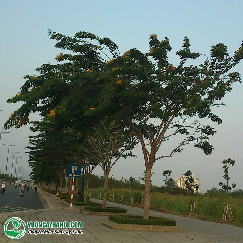 Mua Bán Cây Giáng Hương